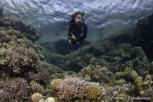 Diver at coral garden. Red sea. Egypt. Canon 7D. Tokina 1... by Petteri Viljakainen 